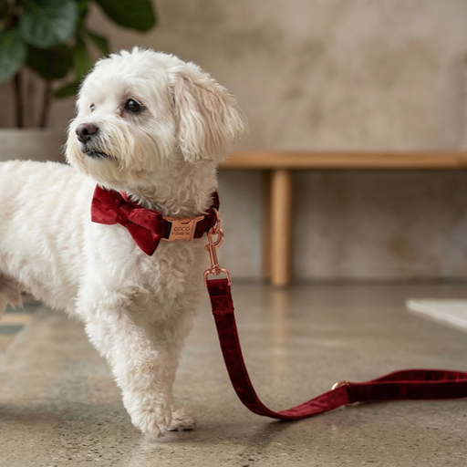 Ruby Red Heart Velvet Shaped Dog Collar